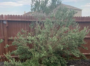 Bush Trimming by Fredrick Miller for Tim T. in Converse, TX