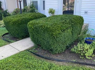 Bush Trimming by Terry Collins for Roohi G. in Bristow, VA