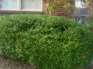 Bush Trimming by Tristan Spradlin for Michael S. in Lexington, KY