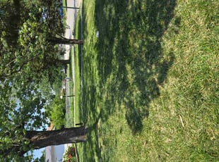 Anita S.'s Lawn Service service result