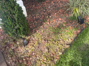 Weeding by Shaderrick Smith for Manuel R. in Destin, FL