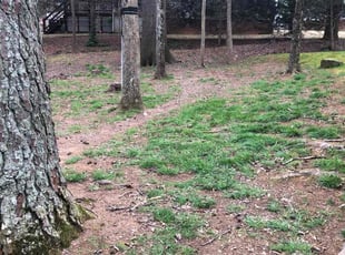 Leaf Removal by Zachary Brashear for Andrew R. in Midlothian, VA