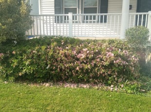 Bush Trimming by Trevor Philipp for Kimberly L. in Norfolk, VA