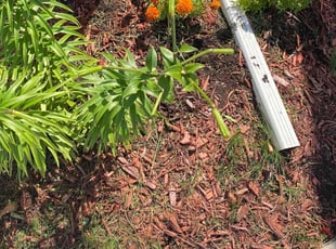 Weeding by Robert Cain for Sushma J. in Lyon Charter Township, MI