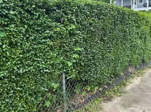 Bush Trimming by Cindy Beaucage for Rachel R. in Attleboro, MA