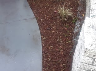 Weeding by Brian Lienhart for Megan F. in Port Richey, FL