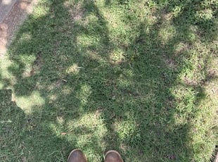 Bush Trimming by Brennen Dikes for Ricky W. in Crowley, TX