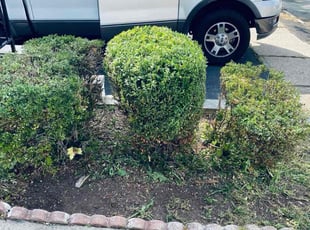 Bush Trimming by Cheray Grant for Colleen M. in Irvington, NJ