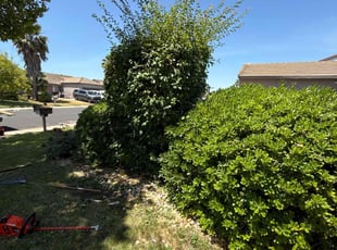 Bush Trimming by Maria Almendra for Jeanette S. in Oakley, CA