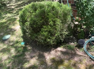 Bush Trimming by Marco Jackson for Neon B. in Broken Arrow, OK
