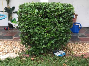 Bush Trimming by Jah Gage for Hortensia G. in Orlando, FL