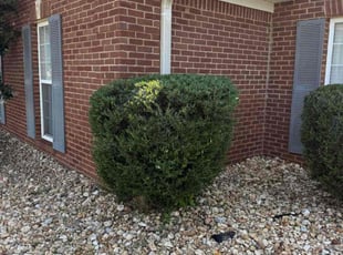 Bush Trimming by Cody Ivy for Joyce B. in Madison, AL