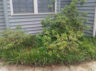 Weeding by Icaro Dos Santos for Pamela A. in New Market, MD