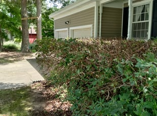 Bush Trimming by Jurgen Bauss for John V. in Virginia Beach, VA
