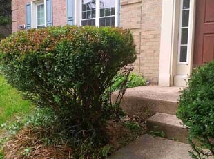Bush Trimming by Kerwin Mott for Jeff I. in Timonium, MD
