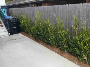 Weeding by Chad Oliver for Sonia G. in New Orleans, LA