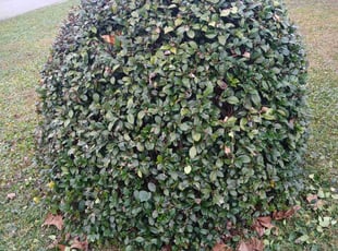 Bush Trimming by Jean Claude Zephirin for Gerilyn C. in St. Augustine, FL