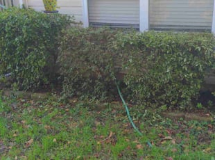 Bush Trimming by Rodney Wheeler for David P. in Charlotte, NC
