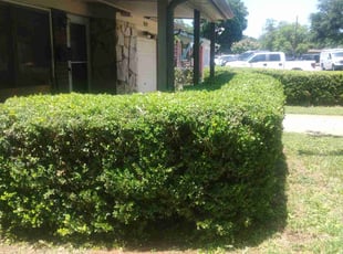 Bush Trimming by Brian Evans for Jack H. in Bedford, TX