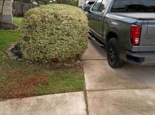 Bush Trimming by John Soriano for Brandi V. in San Antonio, TX