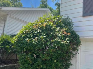 Bush Trimming by Jimmy Zapata for Mia H. in Peoria, IL
