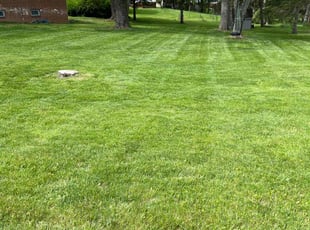 Paul E.'s Lawn Mowing service result