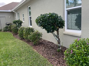 Bush Trimming by Pelay Adams for Greg M. in Auburndale, FL