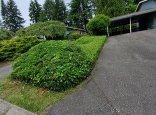 Bush Trimming by Coben Varland for Eunice N. in Bellevue, WA