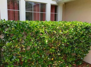 Bush Trimming by Lenard Moody for Michael B. in Jacksonville, FL