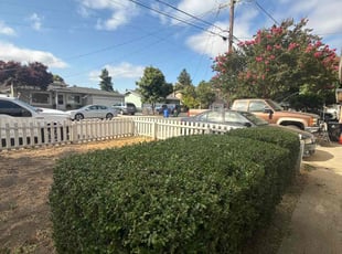 Bush Trimming by Maria Almendra for Eniola A. in Fremont, CA