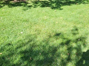 April G.'s Grass Cutting service result