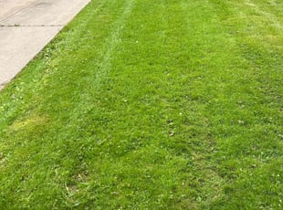 Trisha A.'s Lawn Care service result