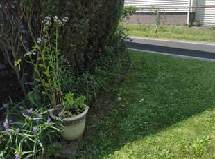Bush Trimming by Matthew Spinelli for Dionna D. in West Haven, CT
