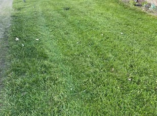 Michael E.'s Lawn Mowing service result