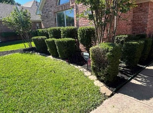 Bush Trimming by Estuardo Rabanales for Nick P. in North Richland Hills, TX