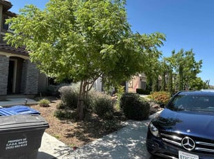 Bush Trimming by Andrew Perez for Bryan W. in Oakley, CA
