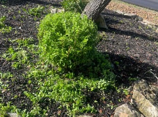 Bush Trimming by Randy Guerra for Mike P. in New Braunfels, TX