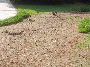 Cleanups by Virgil Greene for James D. in Hampton, GA