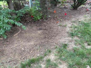 Cleanups by Luis Contreras for Austin O. in Indianapolis, IN