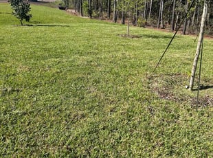 Laranoda P.'s Yard Cutting service result