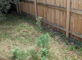 Weeding by Scott Steigerwald for Timna T. in Englewood, CO