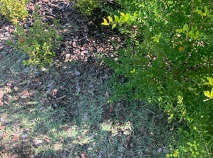 Weeding by Kevis Shephard for Daniel C. in Spring Hill, FL