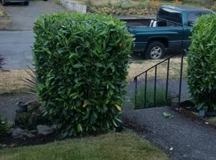 Bush Trimming by J P for Rebecca A. in Portland, OR