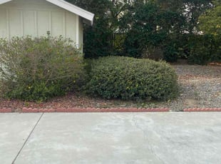 Bush Trimming by Sanjeev Singh for Sarah L. in Riverside, CA