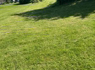 Betty B.'s Lawn Mowing service result
