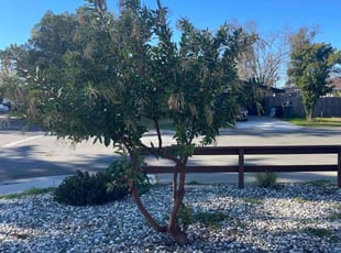 Bush Trimming by Ramon Mojica for Rebecca M. in Sacramento, CA