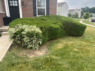 Bush Trimming by Shaun Wojcichowsky for Dakota W. in Marysville, OH