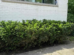 Bush Trimming by Jordan Eldridge for Megan V. in Chicago, IL
