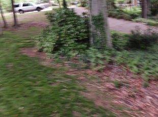 Weeding by Javon Reaves for Tim G. in Winston-Salem, NC
