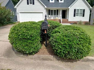 Bush Trimming by Brandon Medlin for Akanksha A. in Raleigh, NC